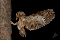 Vyrecek maly - Otus scops - European Scops-Owl 7794